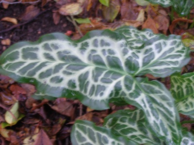 Arum italicum subsp. italicum 'White Winter'